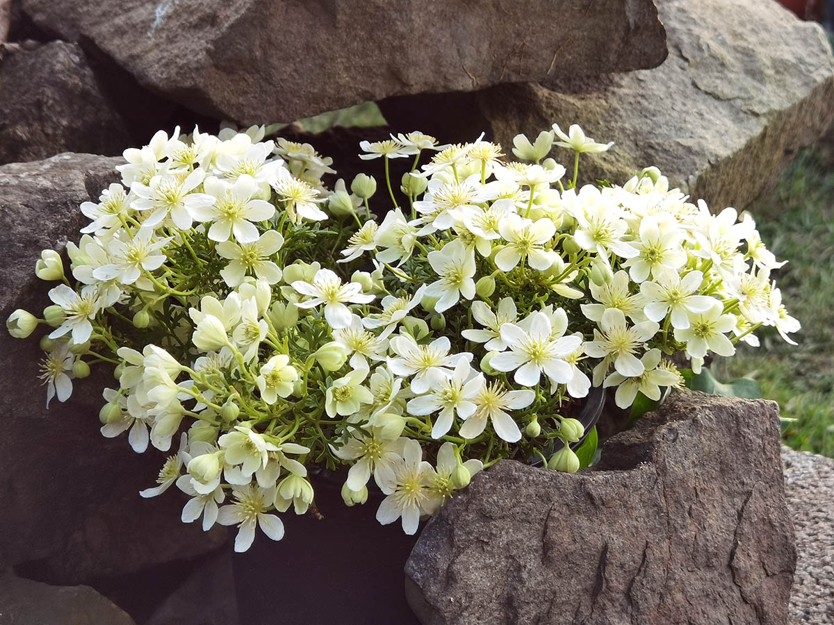 Clematis 'Emerald Dream'